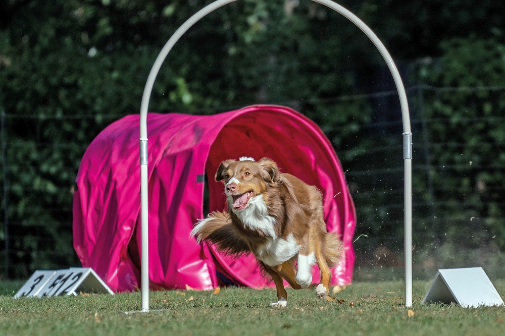 BeliceWeb.it - Cane sportivo, come assicurare la massima performance articolare