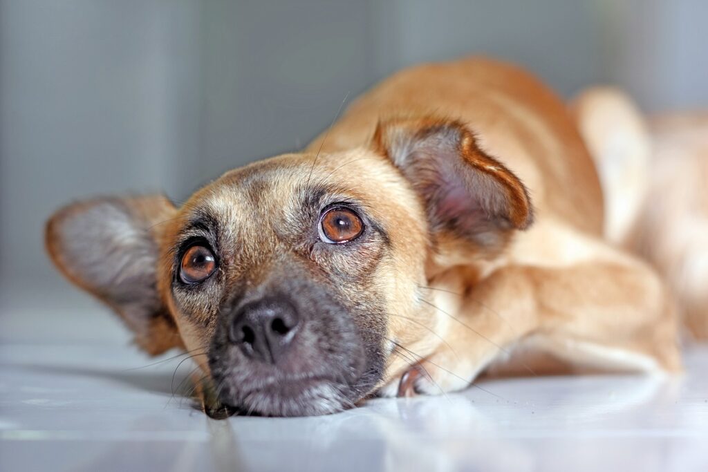 I sistemi di rilevamento della temperatura di cani e gatti sono vari e hanno caratteristiche diverse