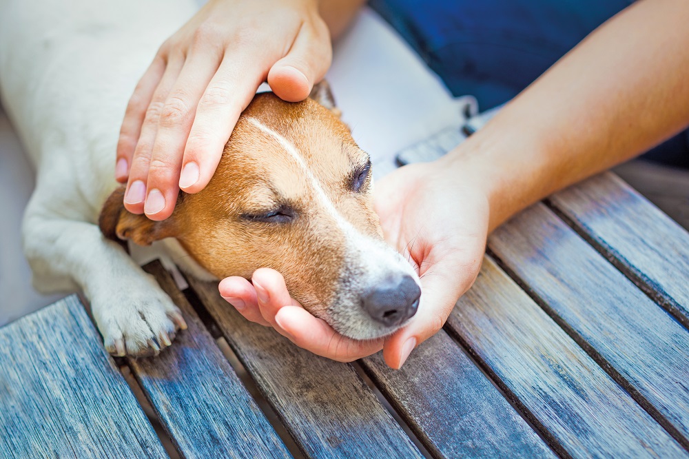 BeliceWeb.it - Temperatura di cani e gatti, meglio il termometro tradizionale o a distanza?