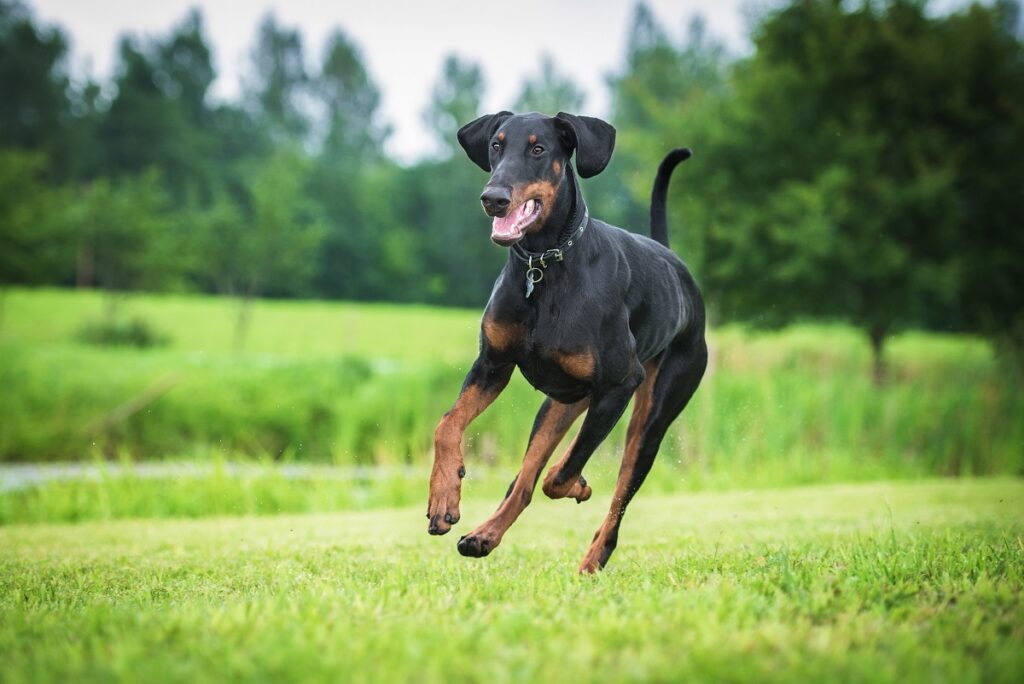 Amici a quattro zampe sempre in forma anche grazie all'impegno dei proprietari nella scelta del cibo per cani e gatti