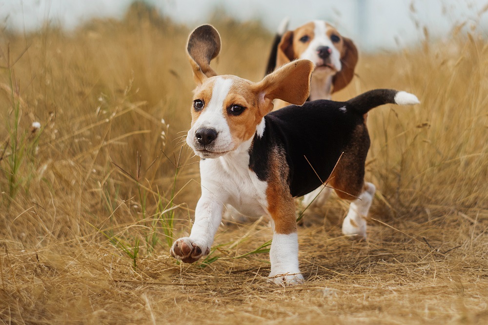 Scegliere con attenzione il cibo per cani e gatti aiuta a mantenerli in salute