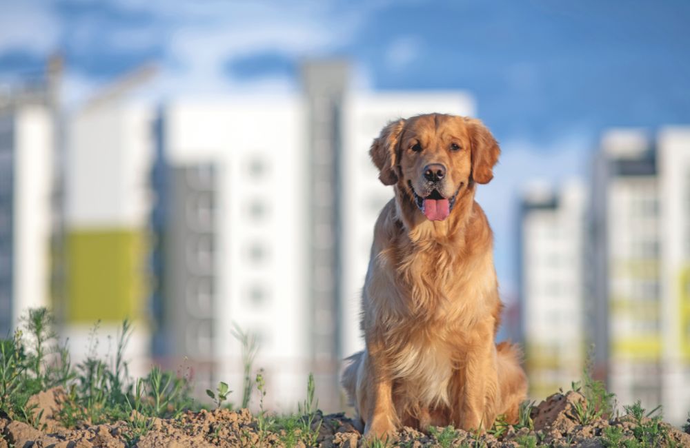 Golden Retriever