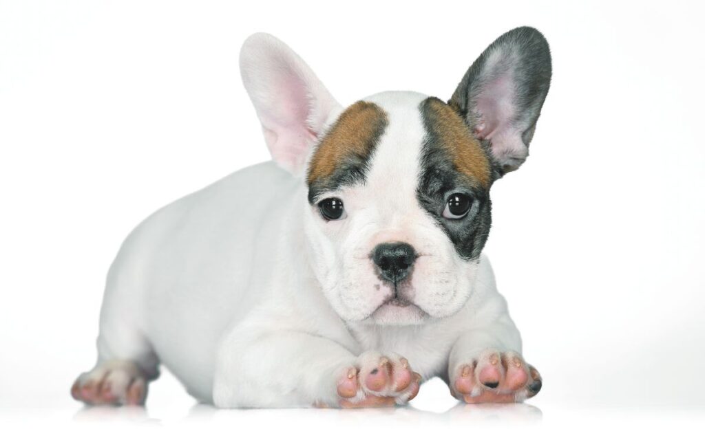 Bouledogue Francese