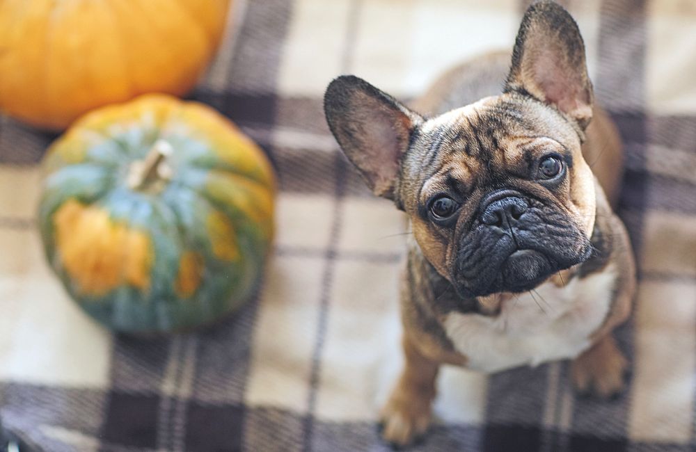 Bouledogue Francese