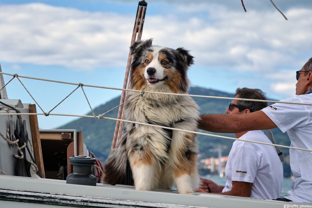 Tra i tanti modi di prendersi cura degli animali c'è anche quello di portarli in mare per una giornata in barca a vela