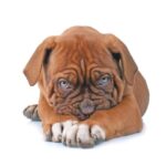 Dogue de Bordeaux