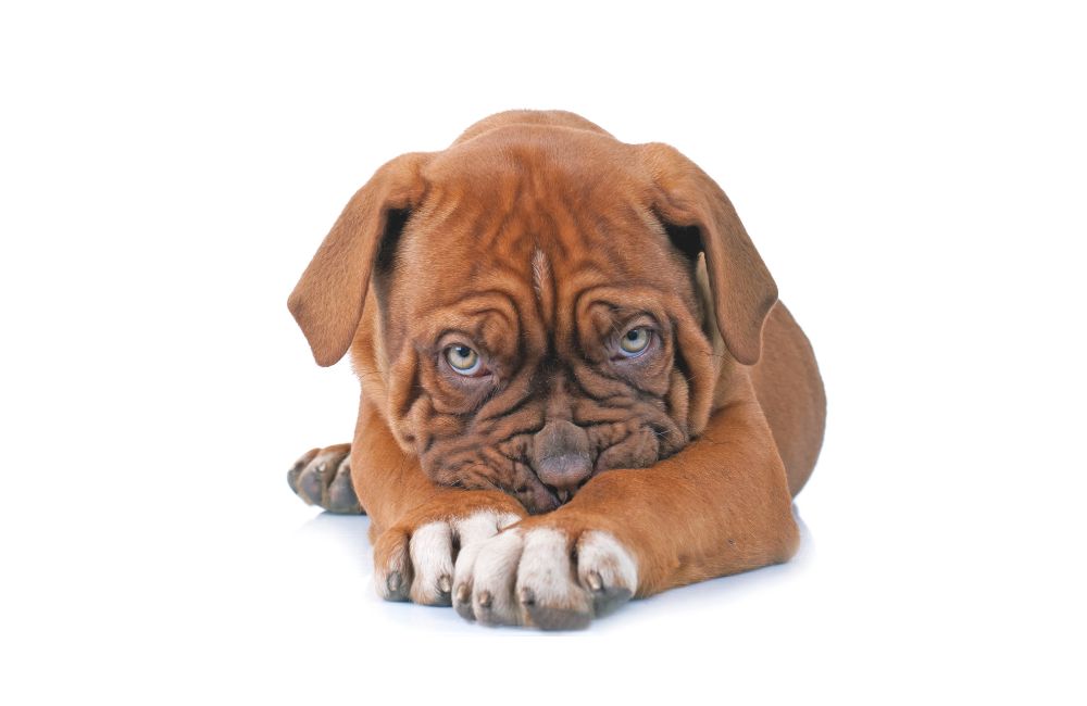 Dogue de Bordeaux