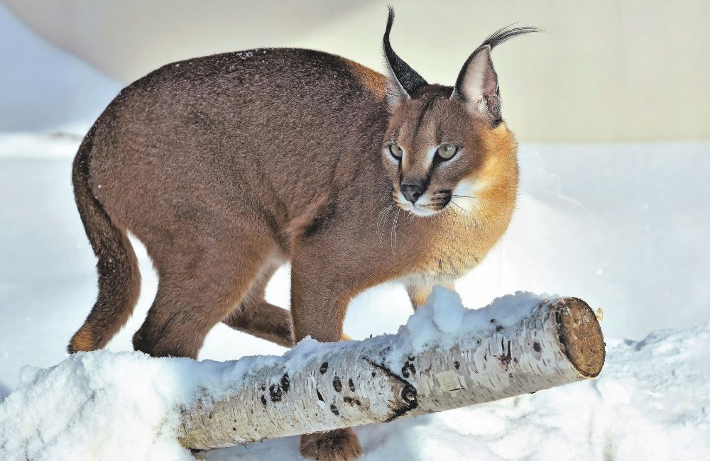 Impara con QZ - Caracal, il gatto dalle orecchie a punta