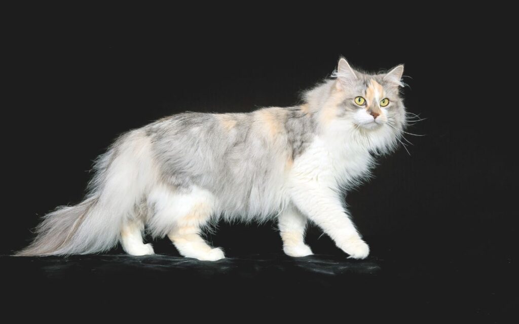 Maine Coon