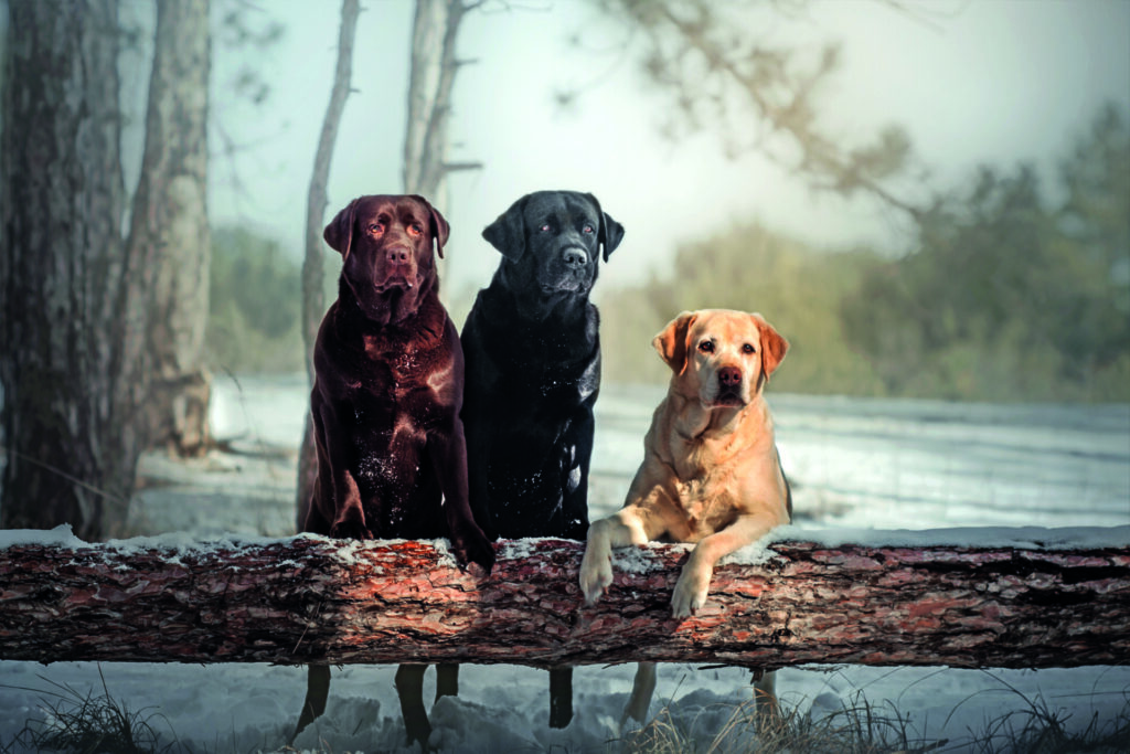 Il Labrador è un cane che non ama la solitudine