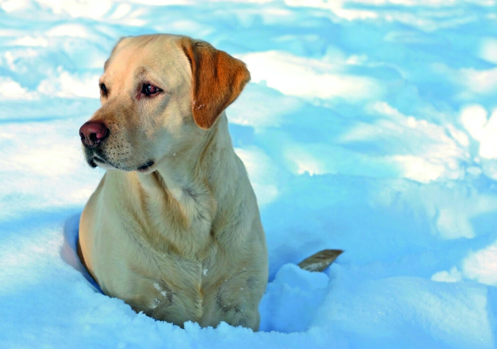 È un cane adatto per la famiglia, non fa la guardia