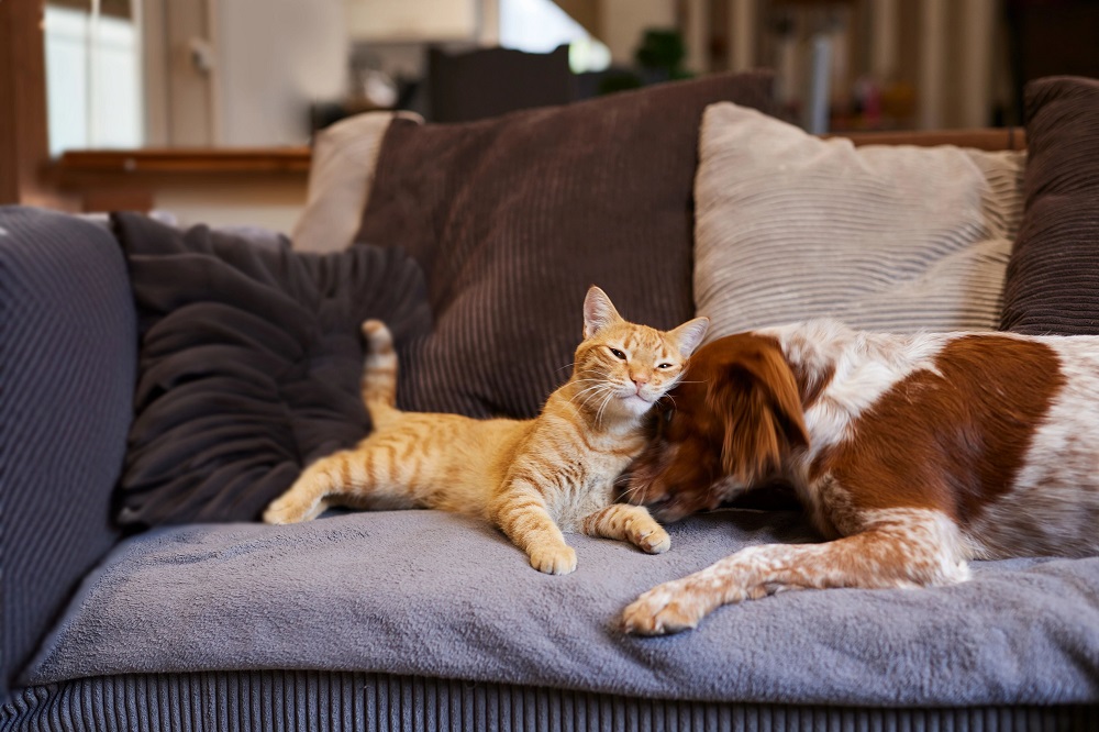 I disturbi digestivi in cani e gatti vanno adeguatamente trattati per ripristinare il loro benesere