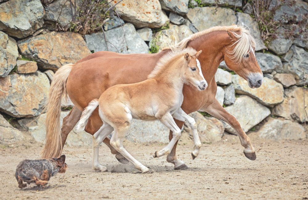 Sogno di avere un cavallo