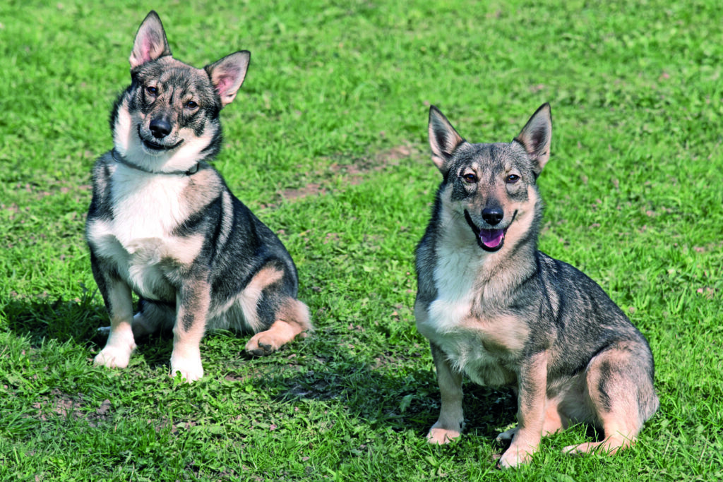 Lo Swedish Vallhund è un cane poliedrico, estremamente intelligente e facile da addestrare