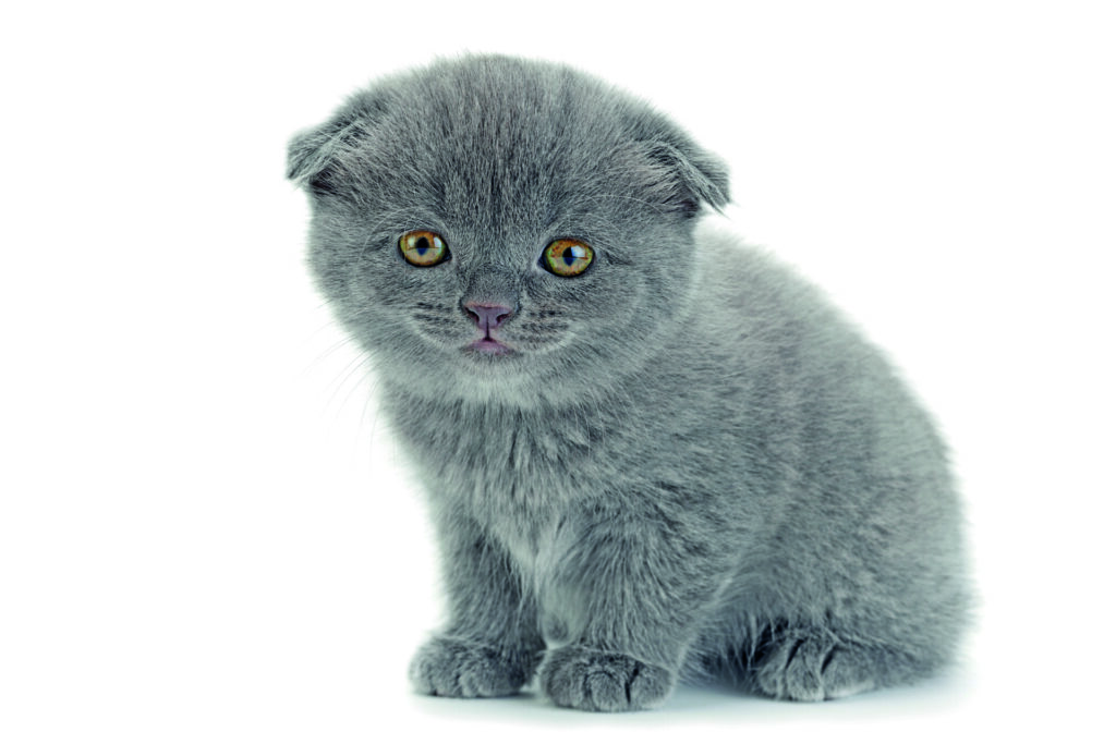 Gli Scottish Fold vivono in simbiosi con il loro umano, quasi fossero dei gatti-cani