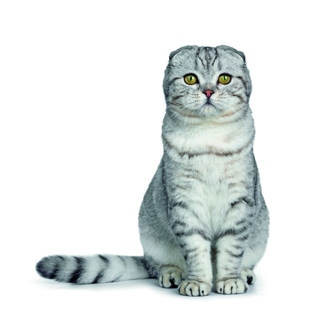 Una delle caratteristiche dei gatti Scottish Fold è quella di non graffiare e di non mordere mai