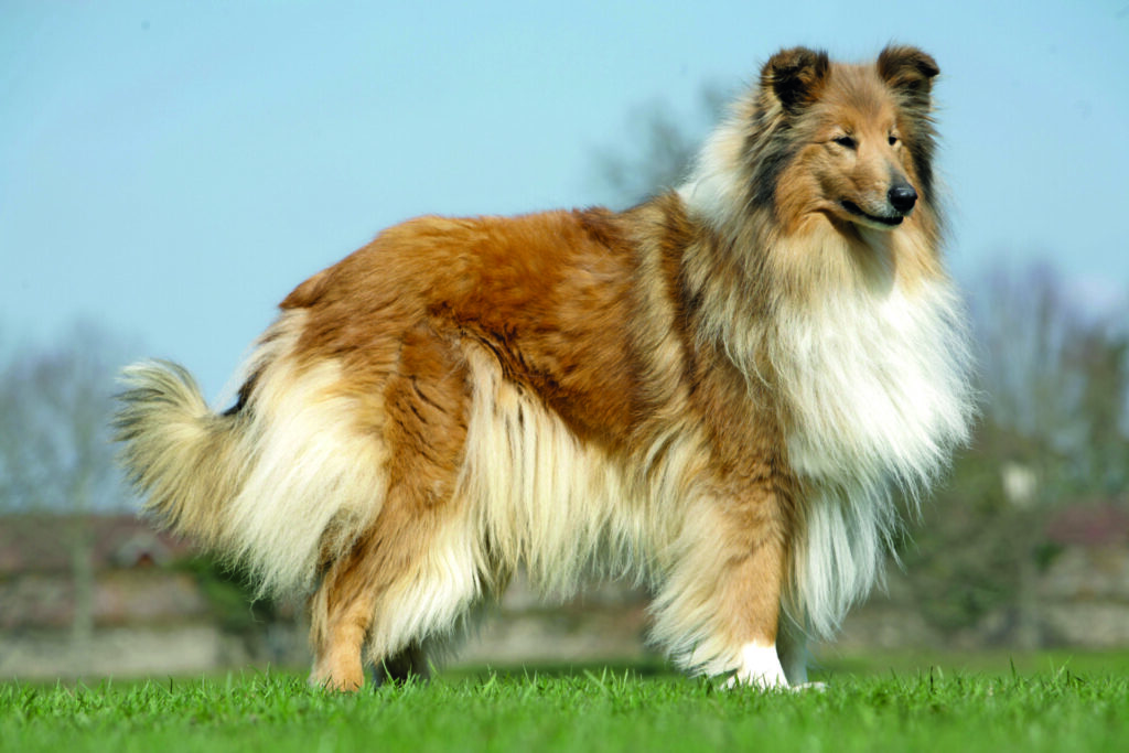 Il pastore scozzese a pelo lungo è un cane che sceglie un solo umano per viverci insieme