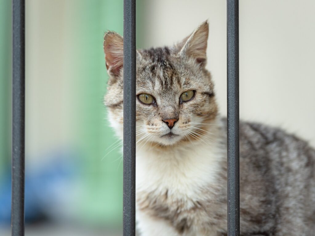 Nella Giornata del gatto Legambiente fa riflettere anche sulla violenza contro i felini e su come fermarla