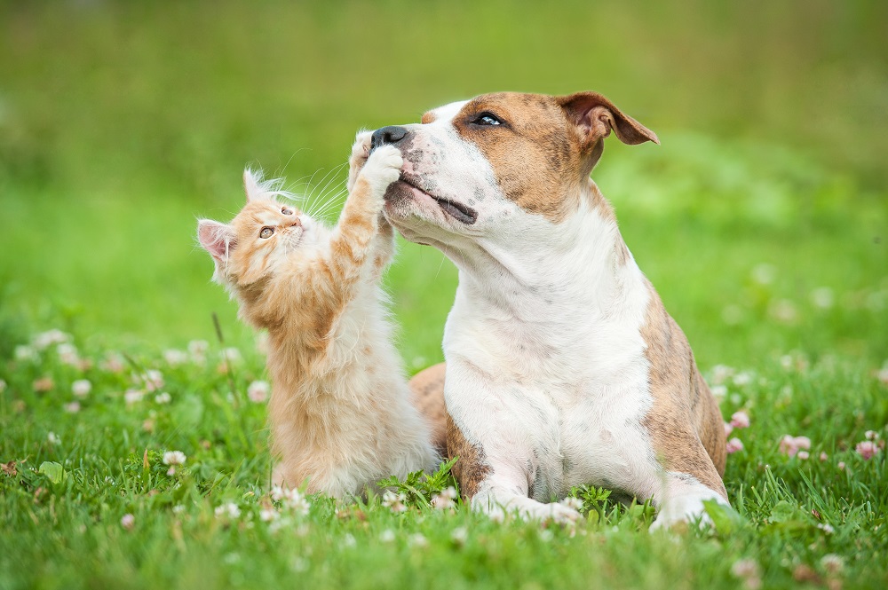 Bisogna prendersi cura della pelle degli animali che abbiamo in casa per garantire che sia sempre in salute