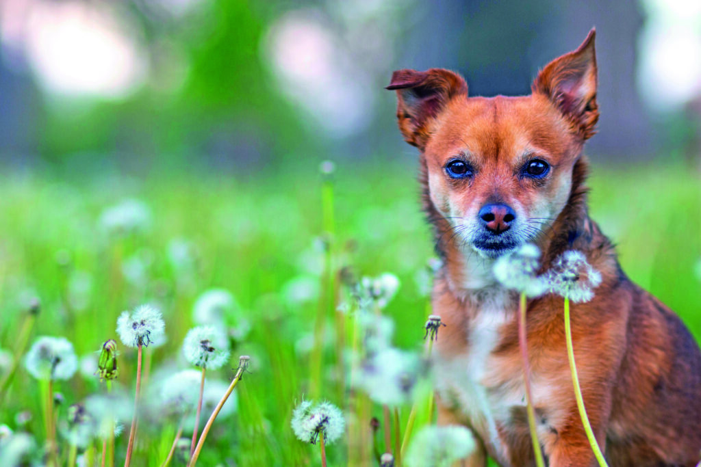 La cura e salute della pelle di cani e gatti è importante