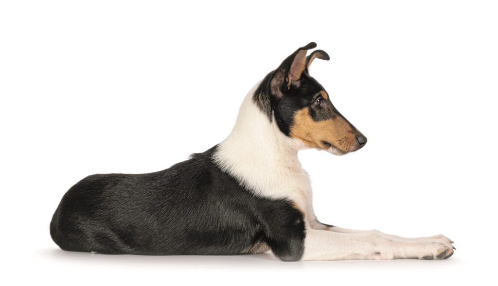 Lo Smooth Collie è un cane che non ama la confusione, è zen e molto stabile