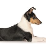 Lo Smooth Collie è un cane che non ama la confusione, è zen e molto stabile