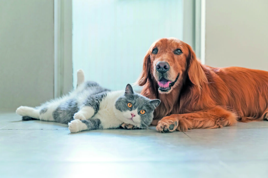 Se si ha un cane o un gatto è bene sapere quali sono le principali dermatopatie