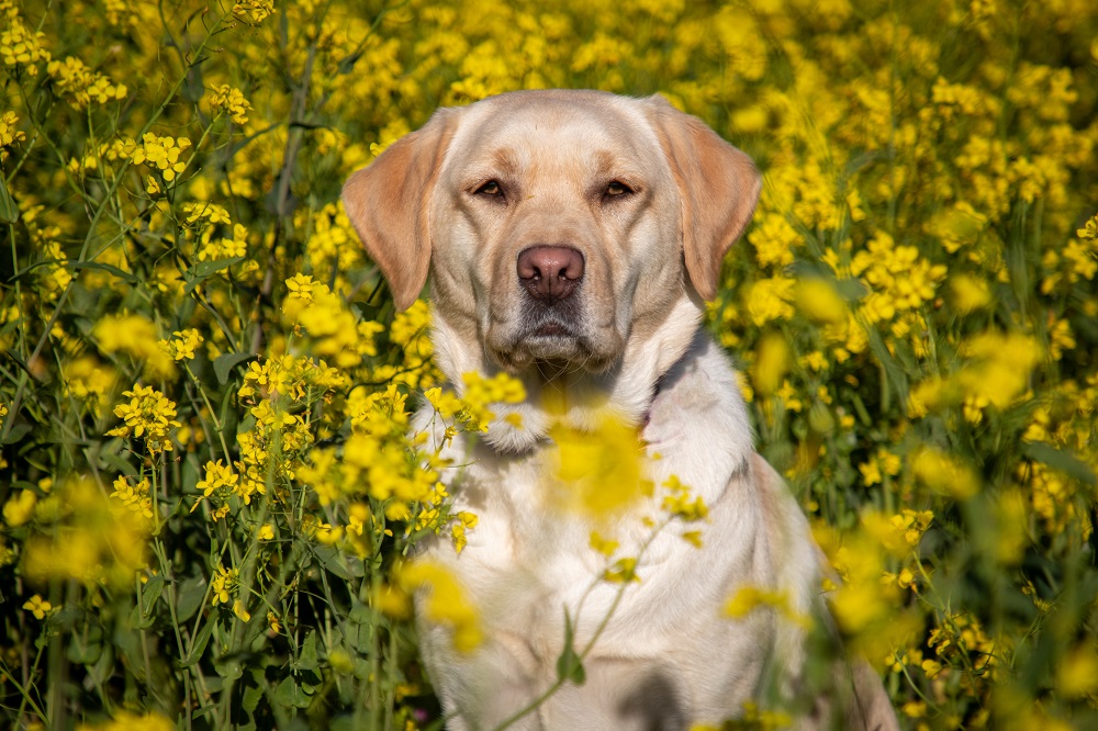 A Fa' la cosa giusta! 2025 previsti anche incontri e stand dedicati agli animali