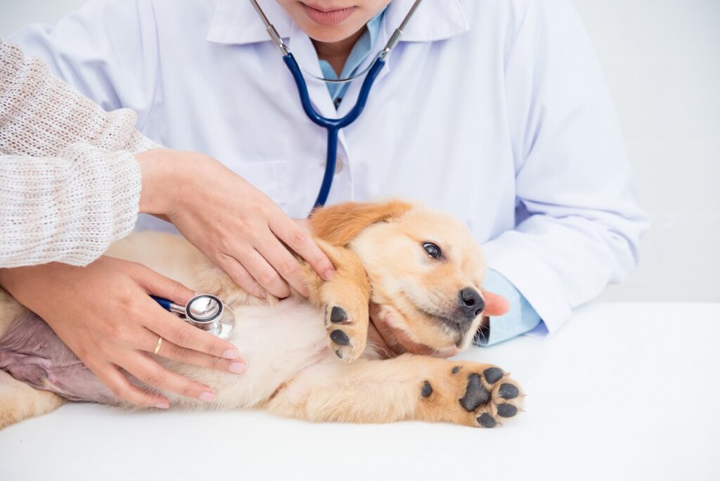 L'accesso al nuovo ospedale veterinario pubblico sarà garantito ali animali più in difficoltà