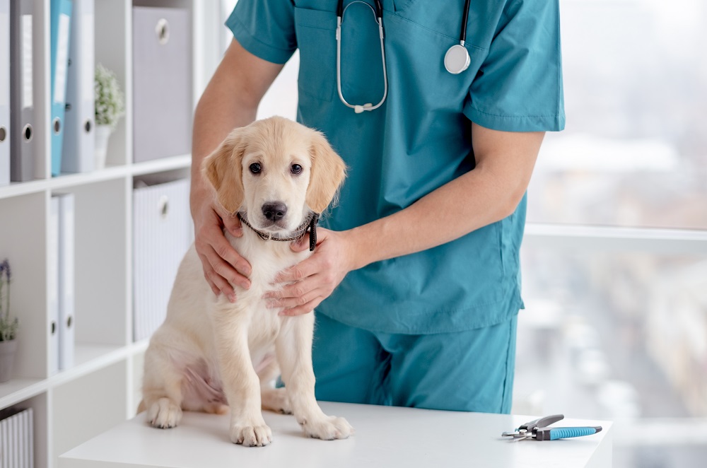 Sarà costruito a Roma il primo ospedale veterinario pubblico d'Italia