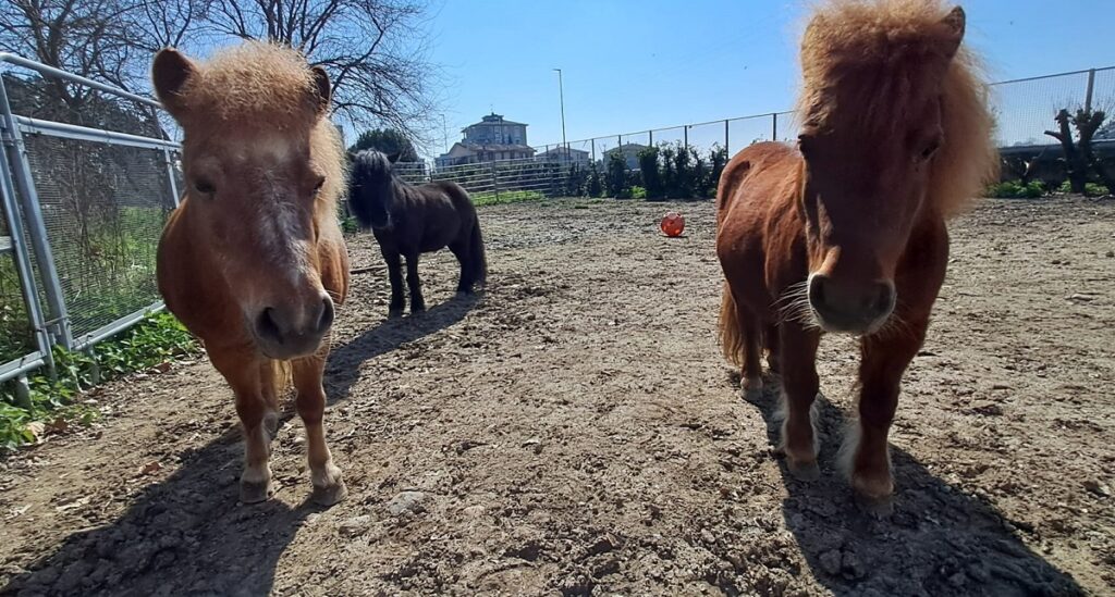 La pony Trilli è la protagonista della pet therapy con i cavalli di Casa VIDAS