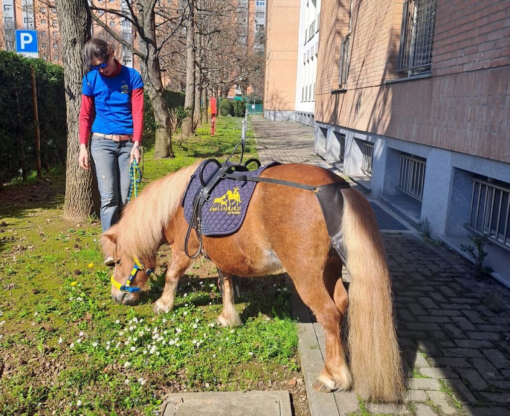 La pony Trilli si trova all'esterno di Casa VIDAS e mangia dopo essere stata protagonista di un momento di pet therapy con i cavalli