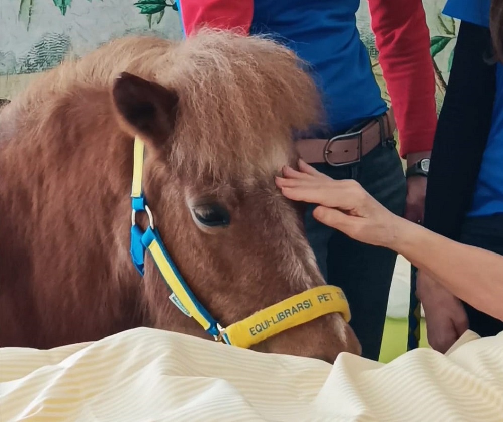 Pet therapy con i cavalli a Casa Vidas: la pony Trilli si avvicina al letto di una paziente e appoggia il muso sul letto